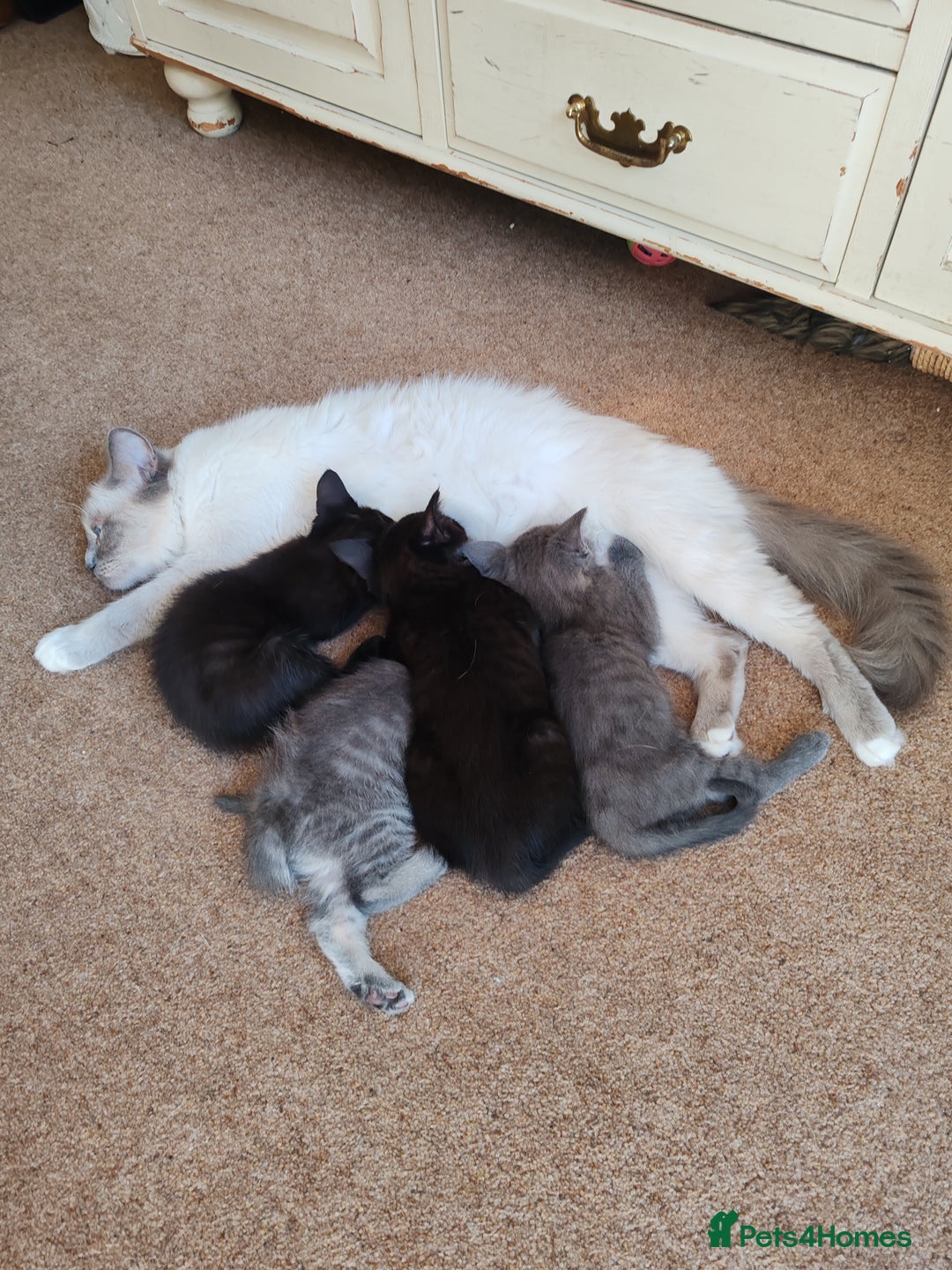 Mixed Breed cats for sale: Birman X Persian x Maine Coon Kittens - Image 4