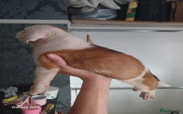 Mixed Breed dogs for sale: Adorable puppies for sale  - Image 3