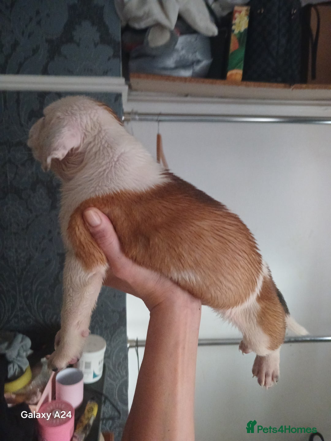 Mixed Breed dogs for sale: Adorable puppies for sale  - Image 3