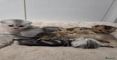 Scottish Fold cats - Advert 11