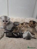 Scottish Fold cats - Advert 11