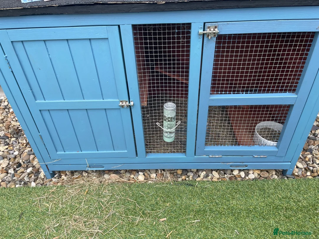 Angora rabbits for sale: Male Bunny looking for his forever home🩵 - Advert 2