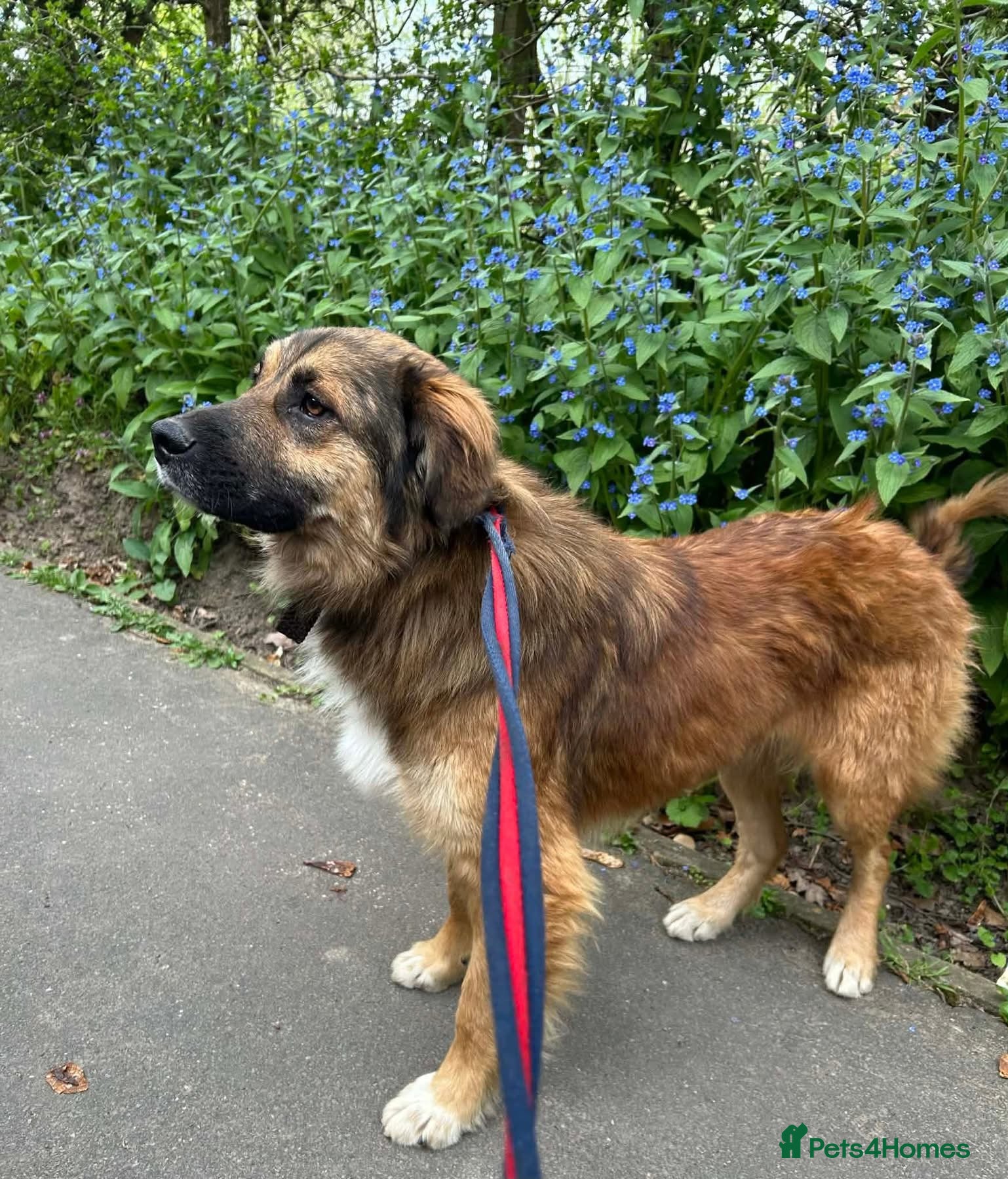 Mixed Breed dogs Alfie - Norwich Norfolk  - Advert 1