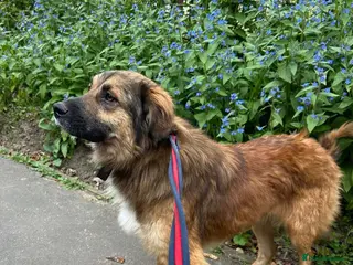 Mixed Breed dogs Alfie - Norwich Norfolk - Advert 13