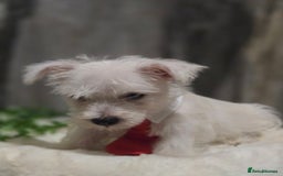 West Highland Terrier dogs for sale: Ready to leave now fully vaccinated 💕 - Image 4