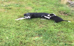 Border Collie dogs for sale: Farm bred border collie pups - Image 3