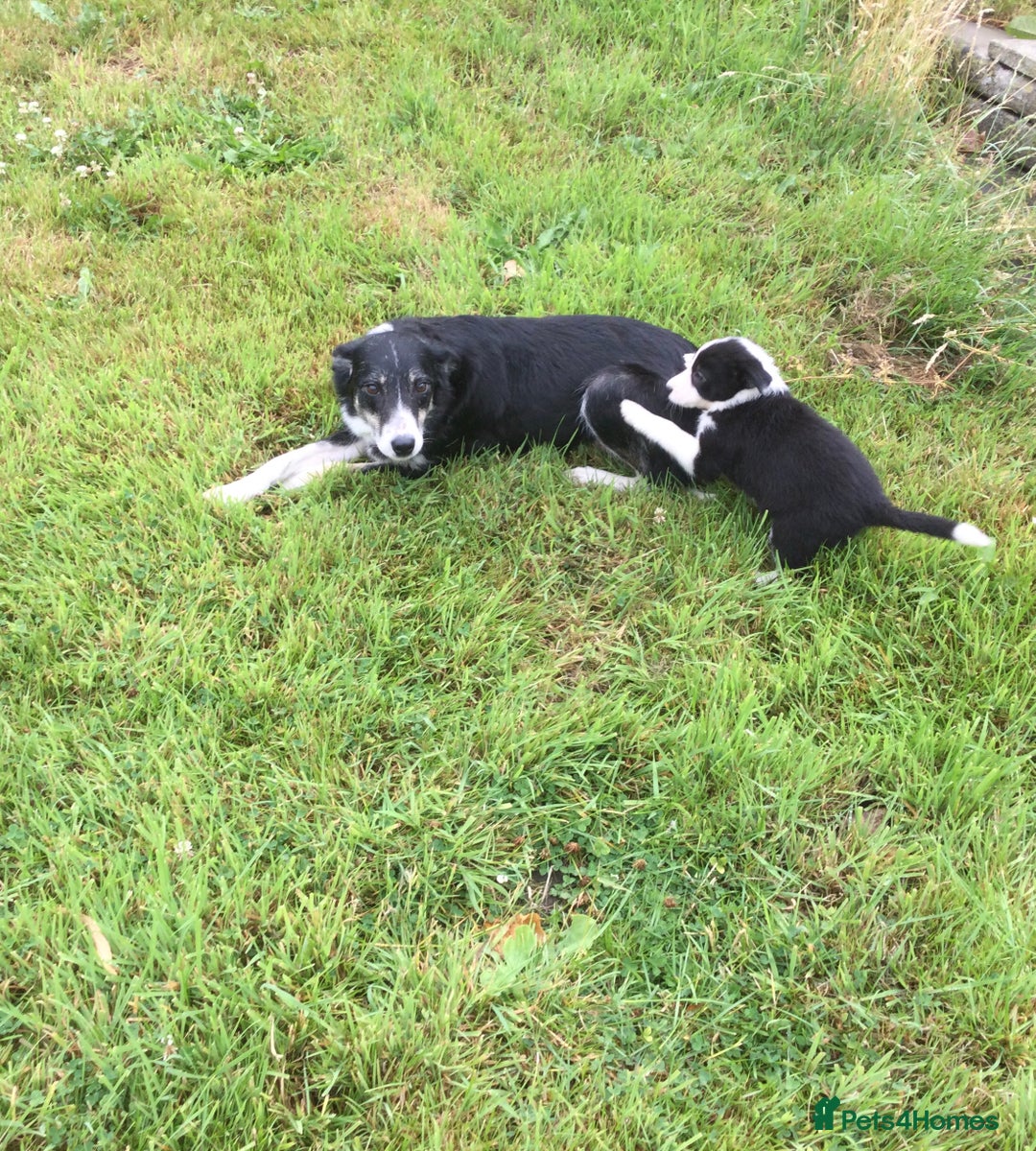 Border Collie dogs for sale: Farm bred border collie pups - Image 3