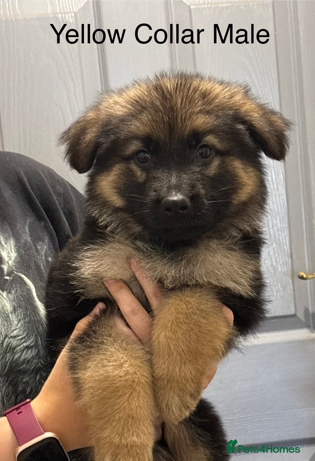 German Shepherd dogs for sale: 7 Beautiful Straight Backed German Shepherds💙🩷 - Image 5