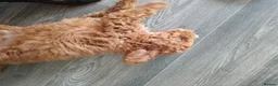 Cockapoo dogs for sale: 1 male cockapoo ready to go to a new home in Pontefract - Advert 8