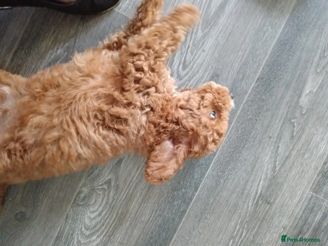 Cockapoo dogs for sale: 1 male cockapoo ready to go to a new home in Pontefract - Advert 8