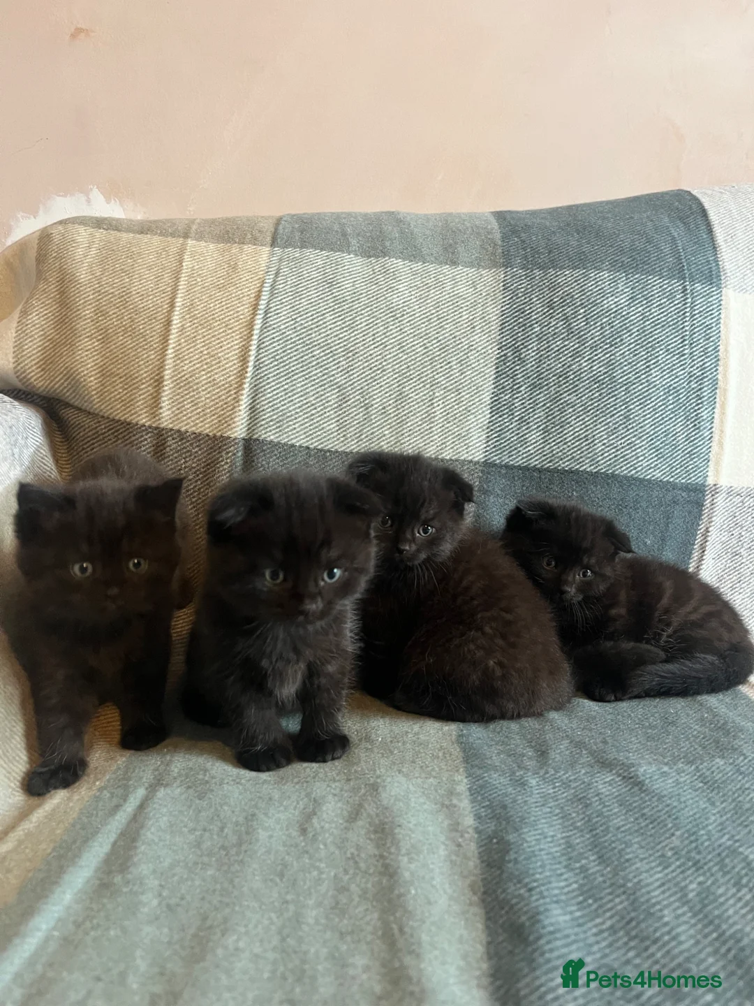Scottish Fold cats for sale: Adorable Scottish fold kittens  in Loughton - Advert 18