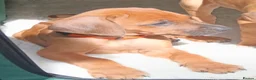 Rhodesian Ridgeback dogs for sale: Pedigree Rhodesian Ridgeback puppies.  - Advert 10
