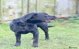 Labrador Retriever dogs for sale: 1 year Old Black Labrador Male - Image 3