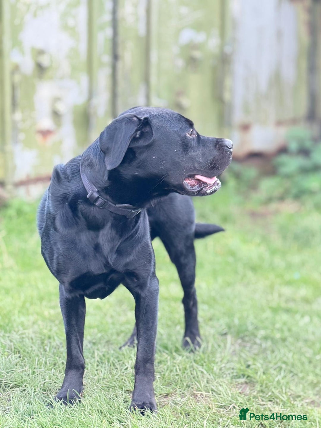 Labrador Retriever dogs for sale: 1 year Old Black Labrador Male - Image 3