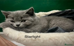 British Shorthair cats for sale: PEDIGREE BLUE BSH KITTEN AVAILABLE NOW!  - Image 6