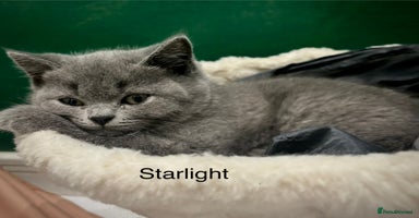 British Shorthair cats - Advert 12