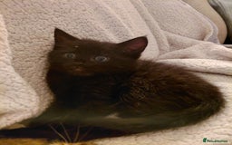 Maine Coon cats for sale: Fluffy shiny half maine coon - Image 2