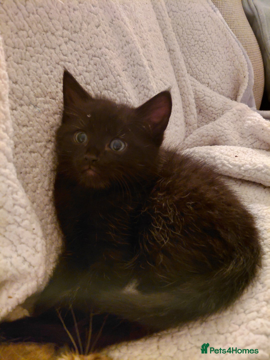 Maine Coon cats for sale: Fluffy shiny half maine coon - Image 2