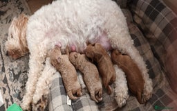 Cockapoo dogs for sale: Cockapoo puppy - Image 3