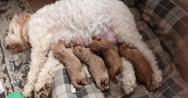 Cockapoo dogs - Advert 10