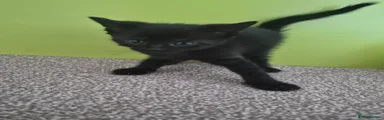Mixed Breed Kitten 2