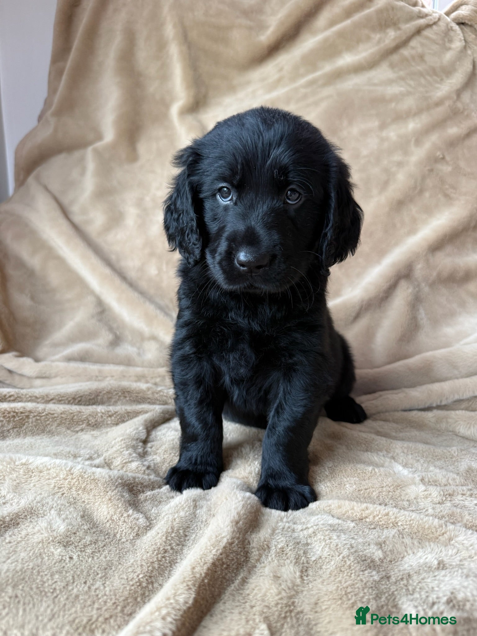 Mixed Breed dogs LAST TWO !❤️ GOLDEN FLATTIES ❤️ READY NOW ❤️  - Advert 1