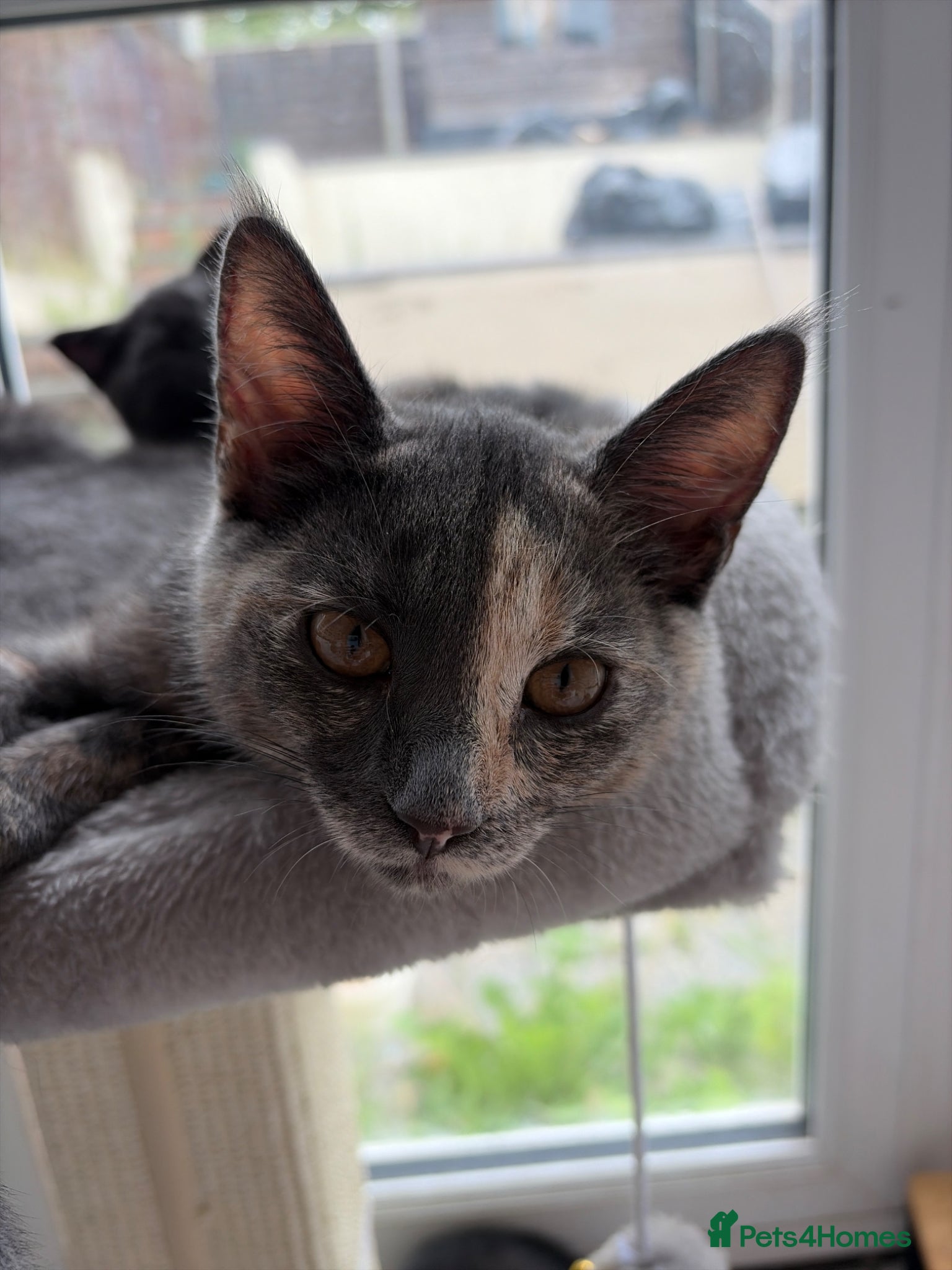 Scottish Fold cats £250 2 Scottish Fold Kittens left OFFERS WELCOME - Advert 2