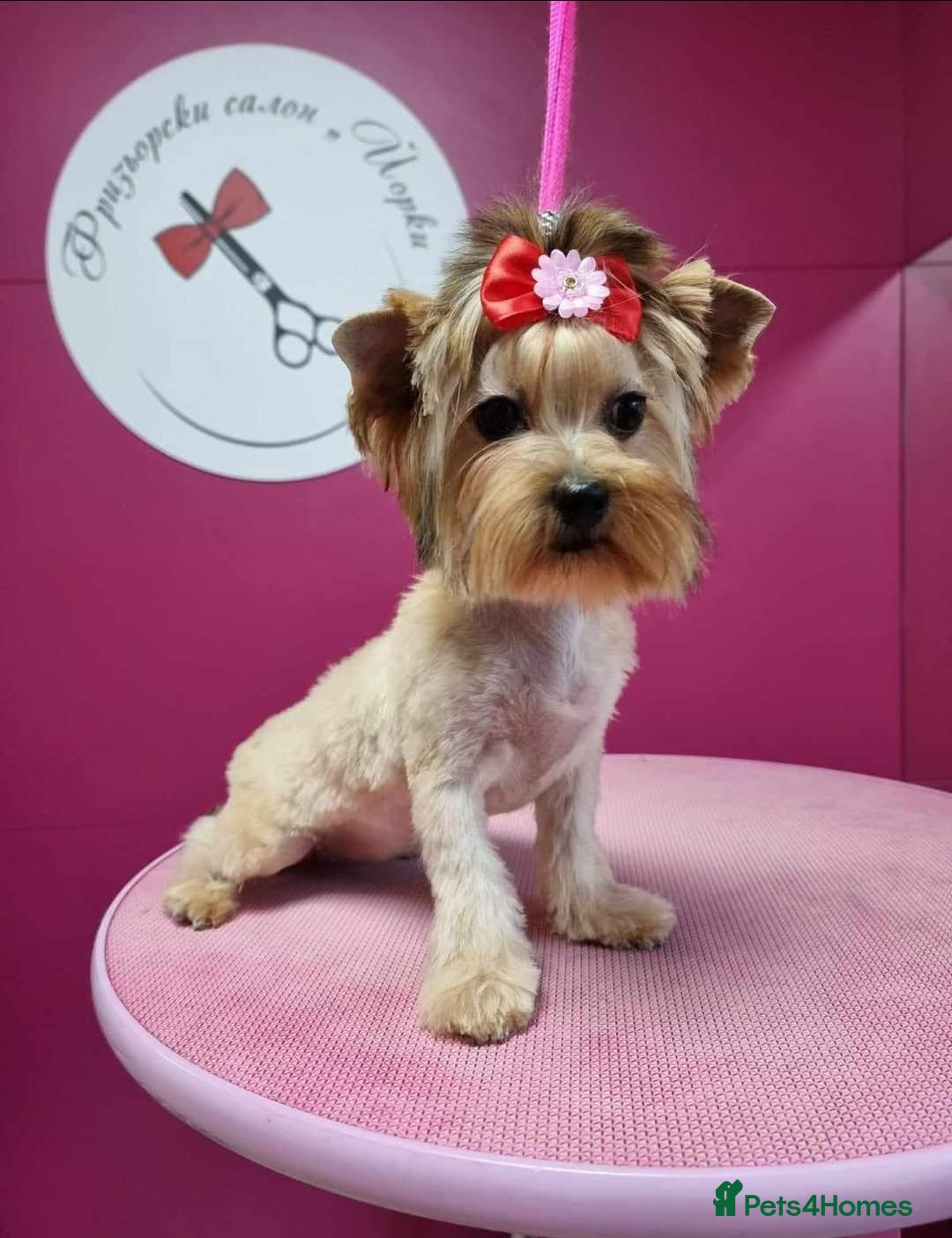 Yorkshire Terrier dogs for sale: Yorkshire terrier puppies  - Image 12