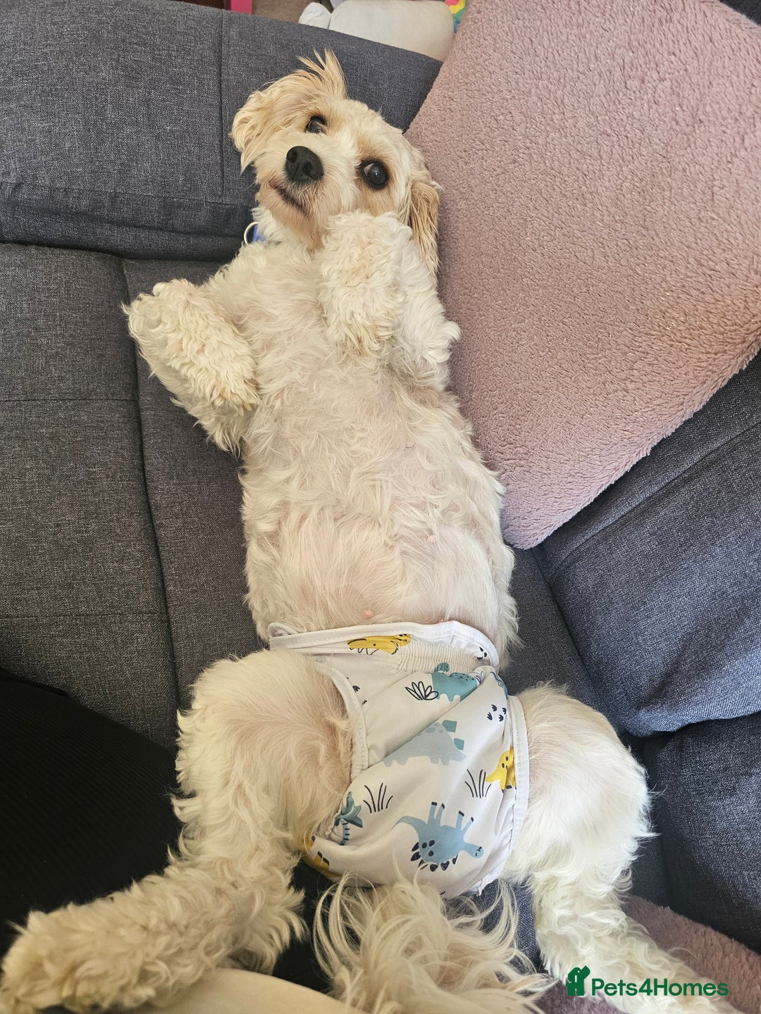Cavachon dogs for sale: 3 year old Cavachon  - Image 7