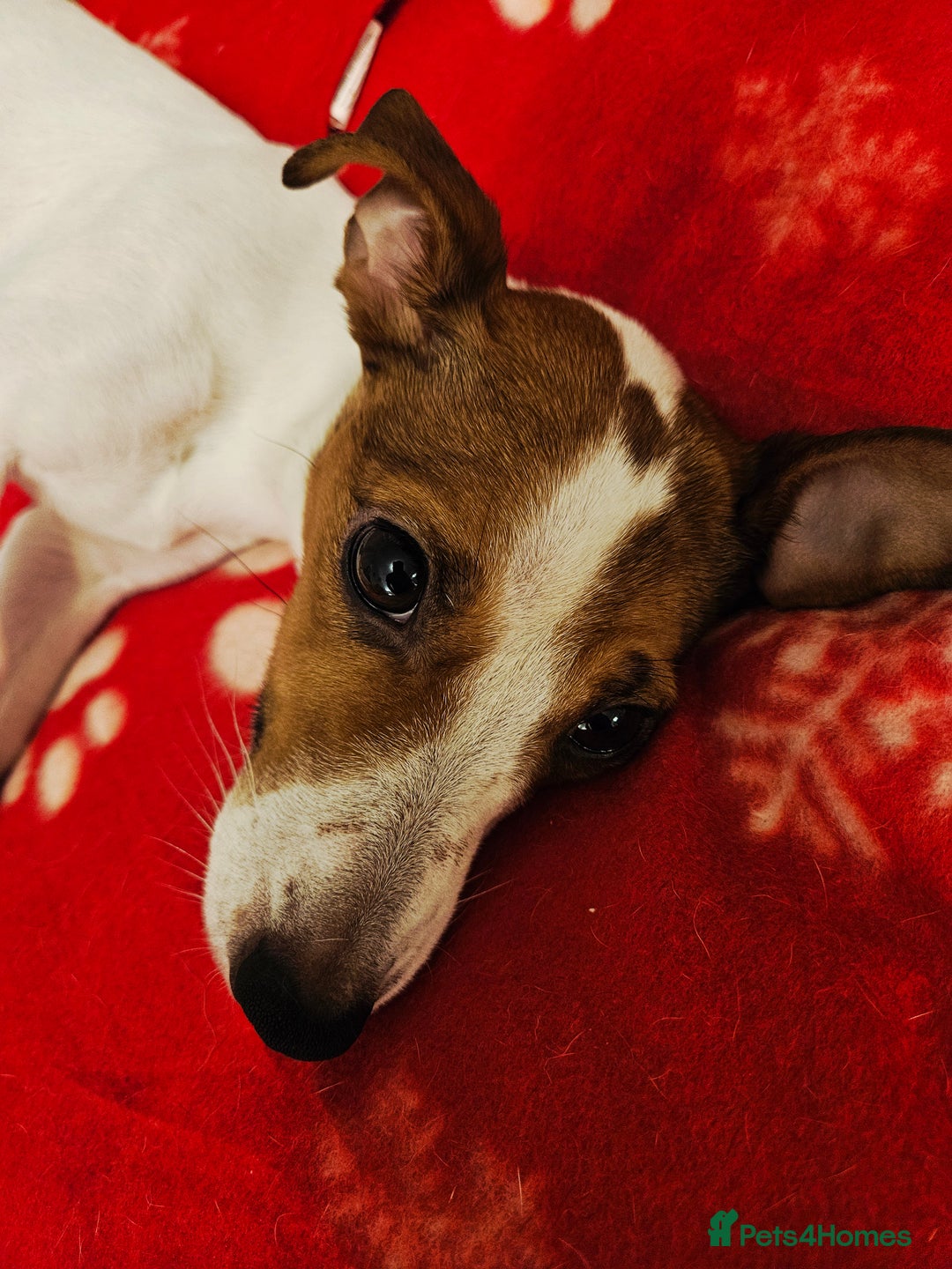 Jack Russell dogs for sale: LOVELY JACK RUSSELL PUPPIES FOR SALE. - Advert 11