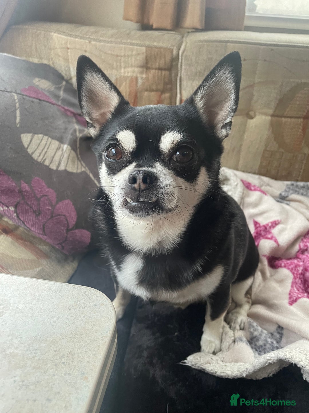 Chug dogs for sale: LOVING FAMILY DOG  - Image 3