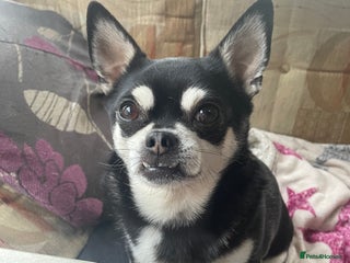 Chug dogs - Advert 22