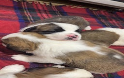 Saint Bernard dogs for sale: Outstanding chunky Saint Bernard puppies for sale - Image 17