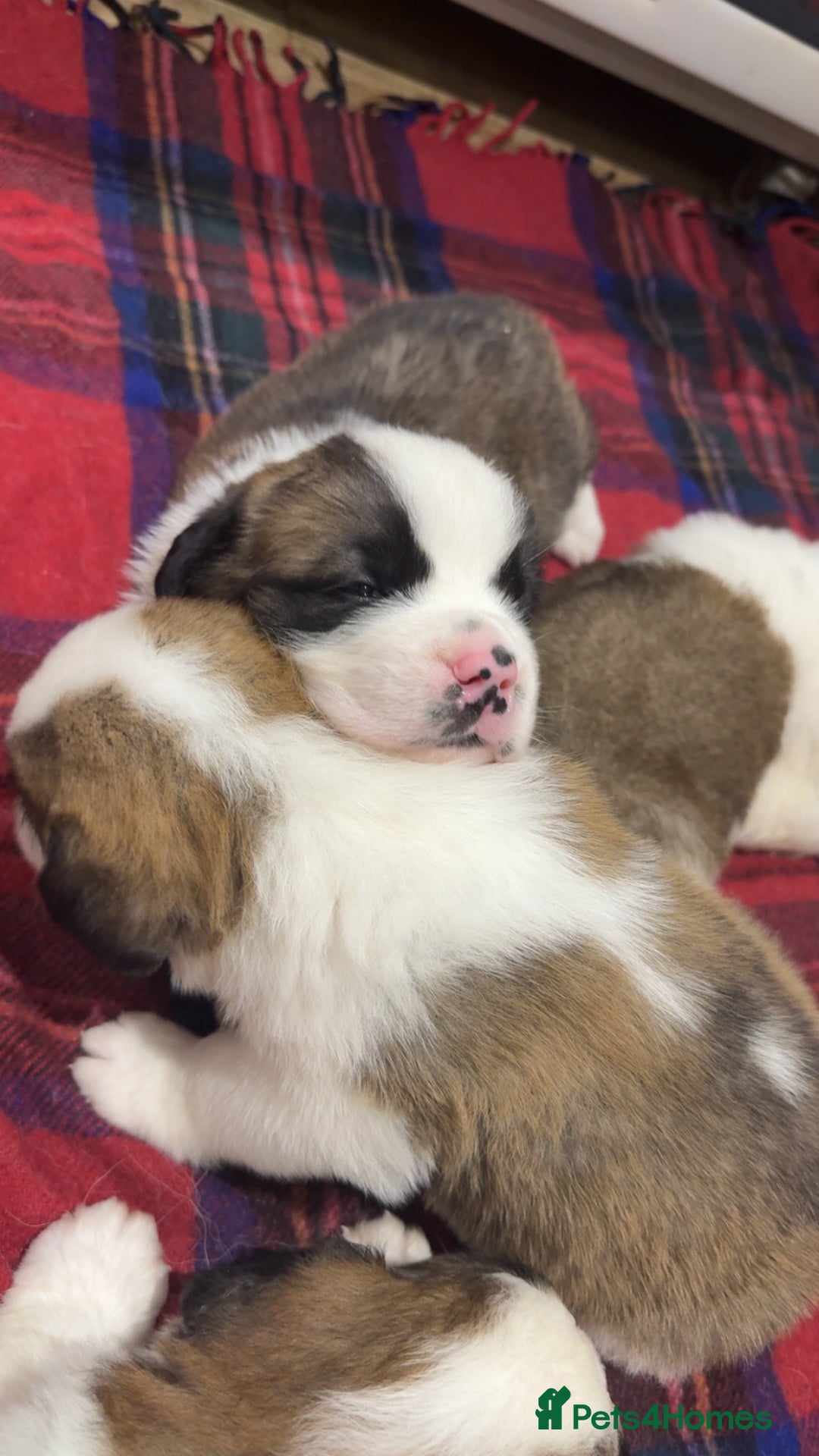 Saint Bernard dogs for sale: Outstanding chunky Saint Bernard puppies for sale - Image 17