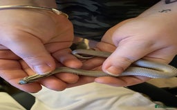 Snake reptiles for sale: Axanthic Super Conda Hognose (Het Snow) + vivarium - Image 1