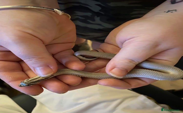 Snake reptiles - Advert 3