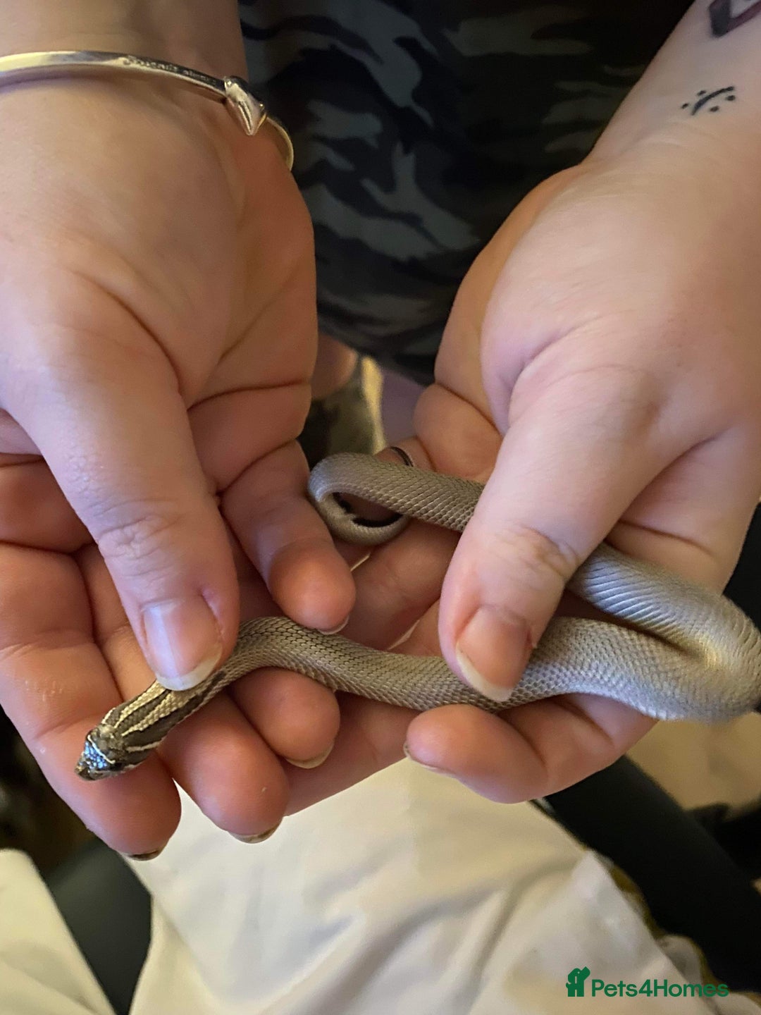 Snake reptiles for sale: Axanthic Super Conda Hognose (Het Snow) + vivarium - Image 1