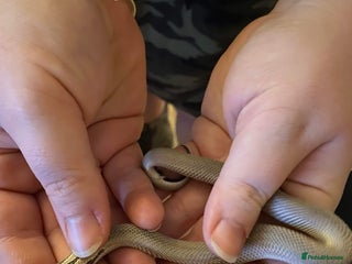 Snake reptiles Axanthic Super Conda Hognose (Het Snow) + vivarium - Advert 16