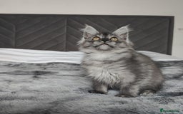 Maine Coon cats for sale: European Maine coon Kittens - Image 20