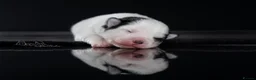 Pomsky dogs for sale: F4 Pomsky females from health tested parents - Advert 13