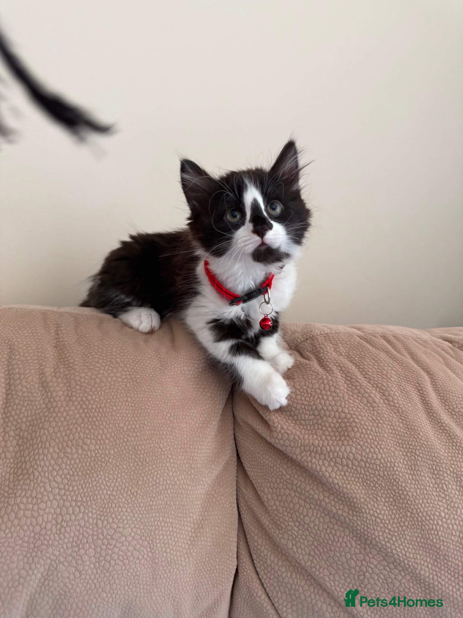 Mixed Breed cats The last GIRL Fluffy Ragdoll X Norwegian Kittens - Advert 2
