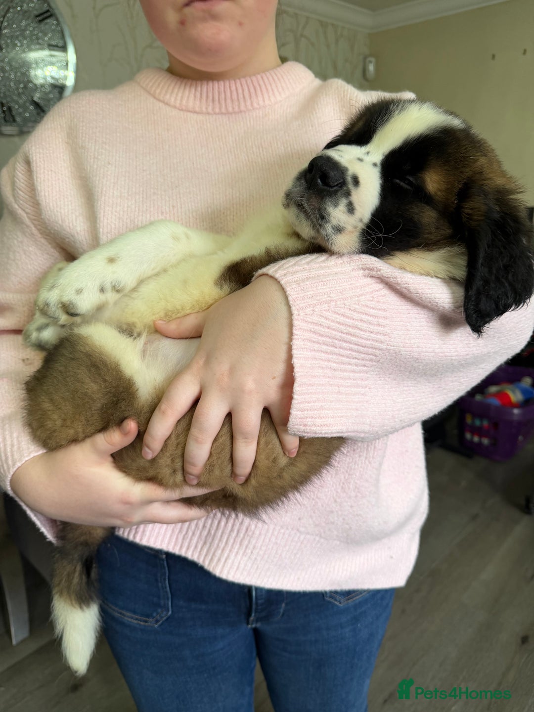 Saint Bernard dogs for sale: Male St Bernard  - Advert 4