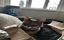 Bengal cats for sale: With a heavy heart, I am rehoming Luna - Image 5