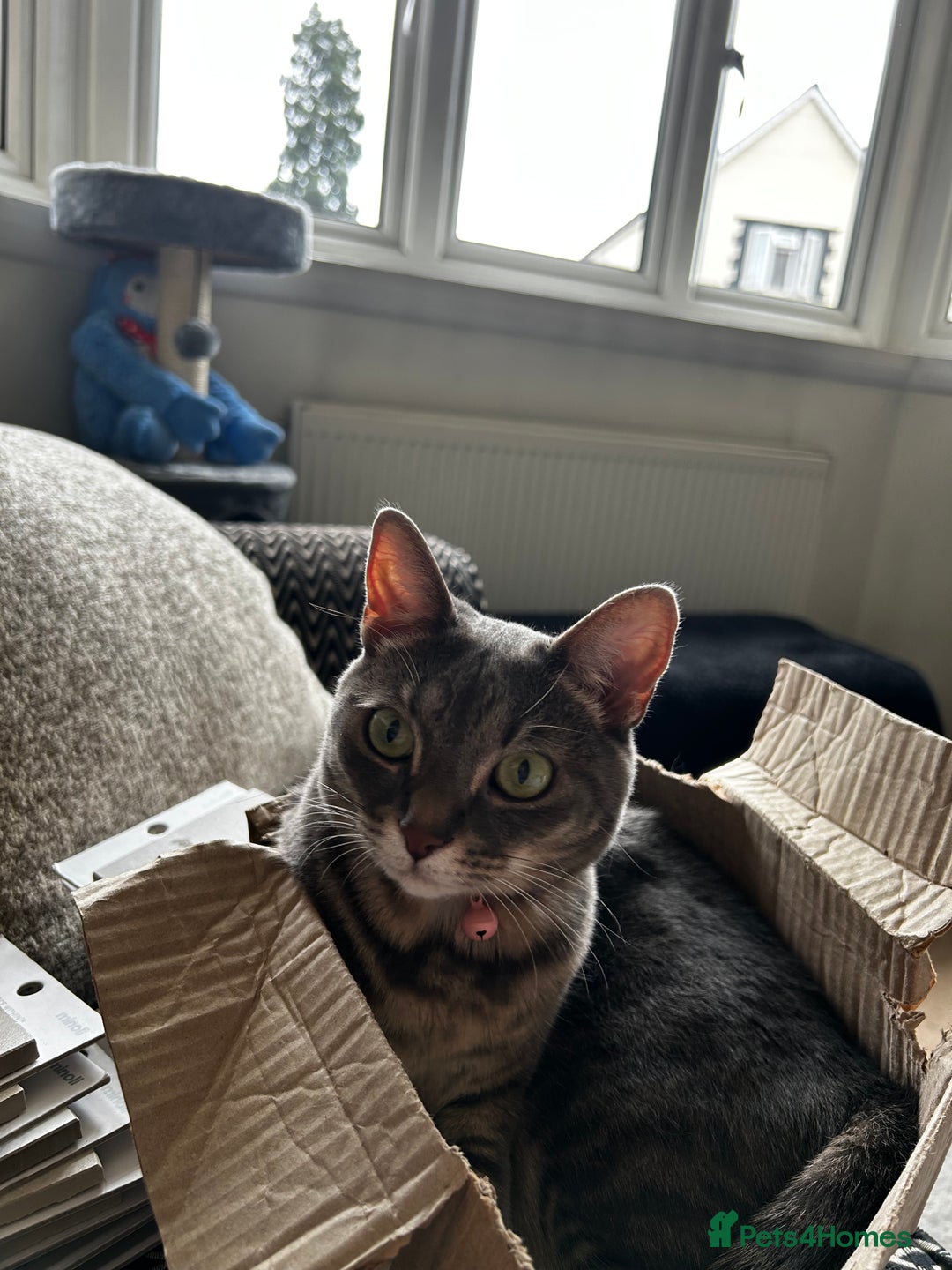 Bengal cats for sale: With a heavy heart, I am rehoming Luna - Image 5