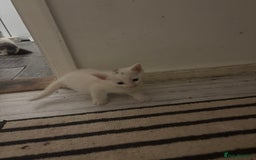Mixed Breed cats for sale: 4 Male and 2 female kittens - Image 8