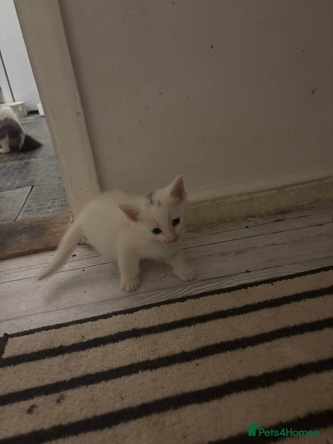 Mixed Breed cats for sale: 4 Male and 2 female kittens - Image 8