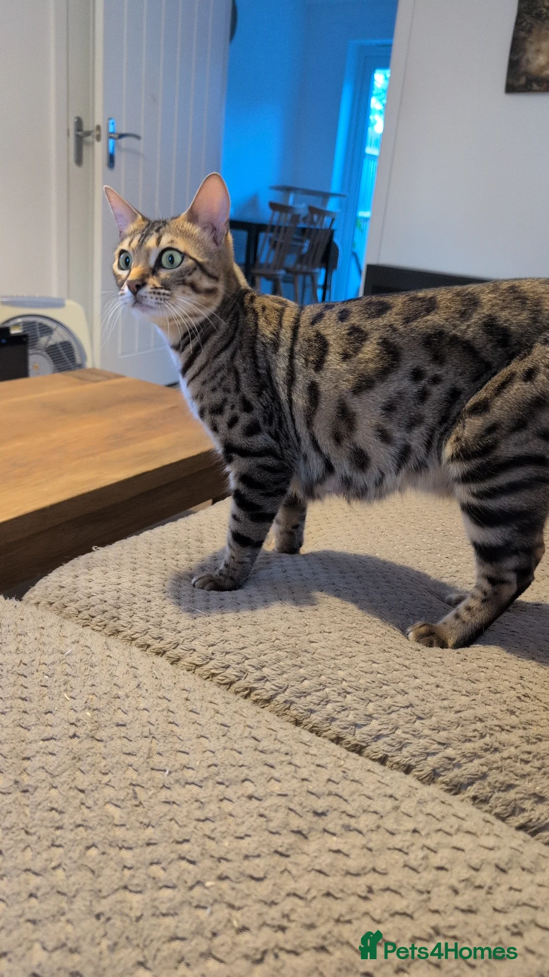 Bengal cats for sale: Pure Bengal kittens in Havant - Advert 1