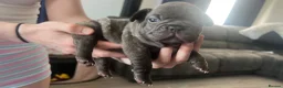 French Bulldog dogs for sale: Only 2 stunning blue French bulldog boys left  - Advert 6