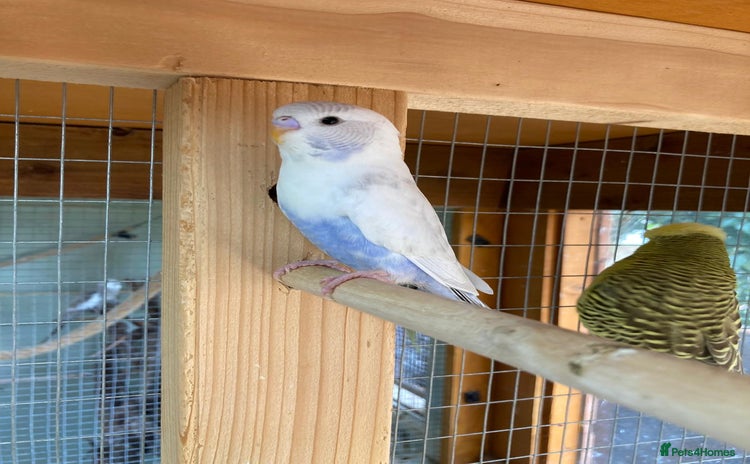 Budgerigars birds - Advert 2