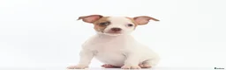 Jack Russell dogs for sale: Adorable mini Jack Russell babies  - Advert 10